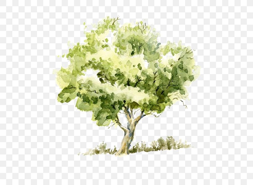 Detail Tree Drawing Png Nomer 34