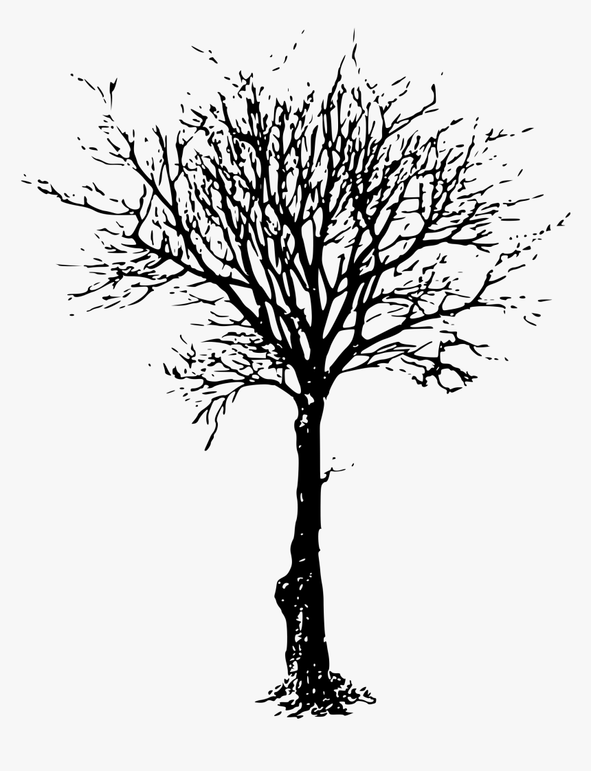 Detail Tree Drawing Png Nomer 35
