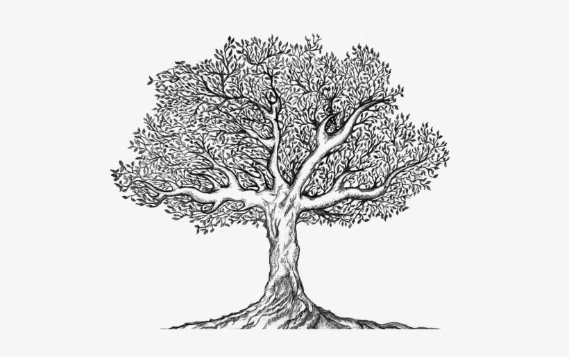 Detail Tree Drawing Png Nomer 4