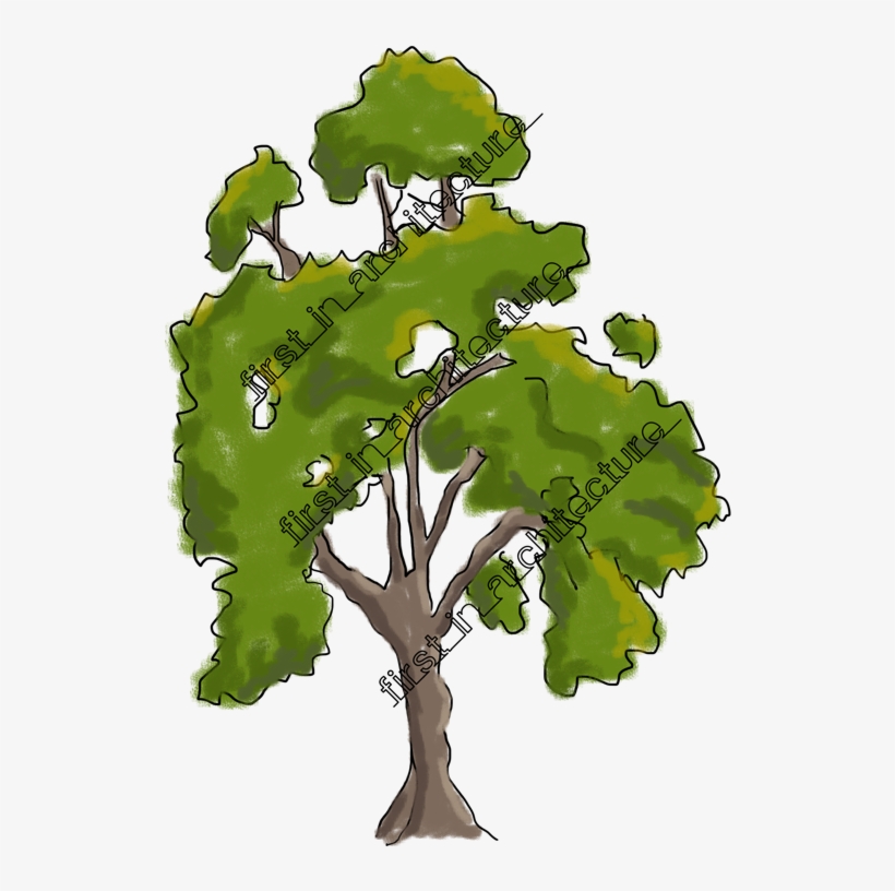 Detail Tree Drawing Png Nomer 51