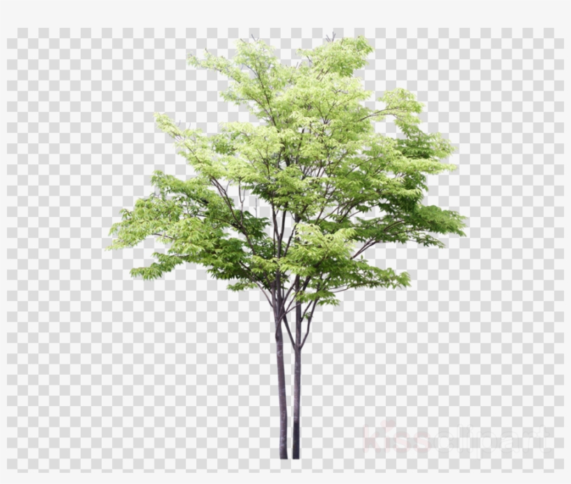 Detail Tree Drawing Png Nomer 6