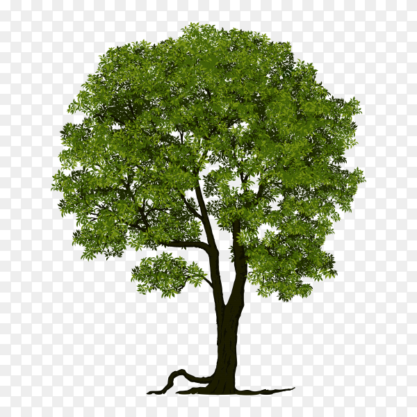 Detail Tree Flat Design Png Nomer 22