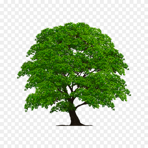 Detail Tree Flat Design Png Nomer 30