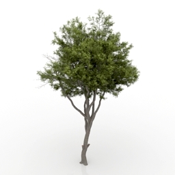 Detail Tree Free Download Nomer 9