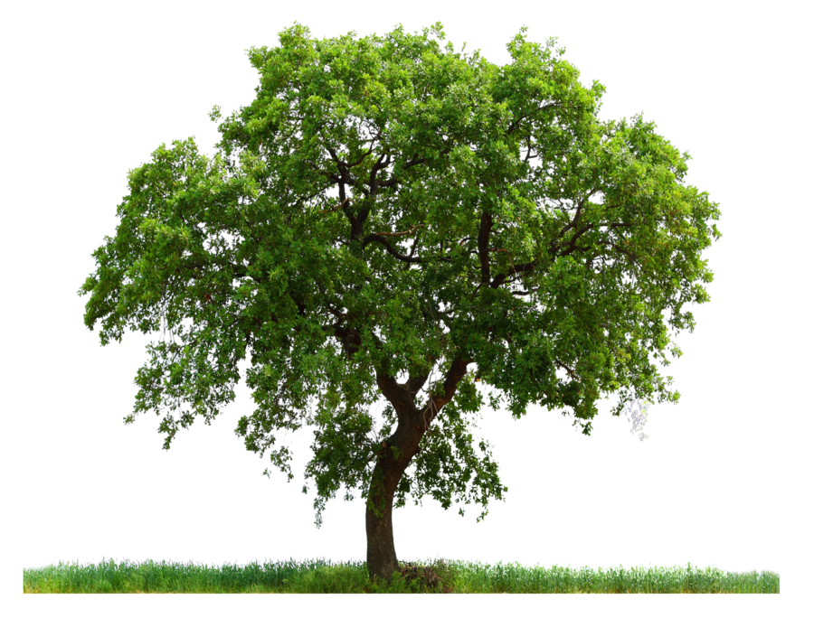 Detail Tree Free Download Nomer 10