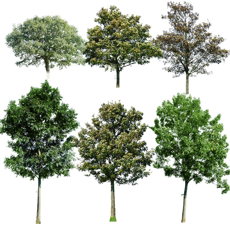 Detail Tree Free Download Nomer 15