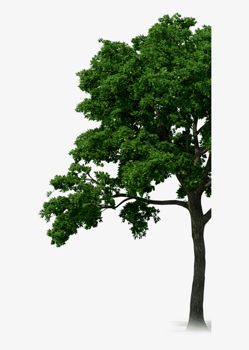 Detail Tree Free Download Nomer 18