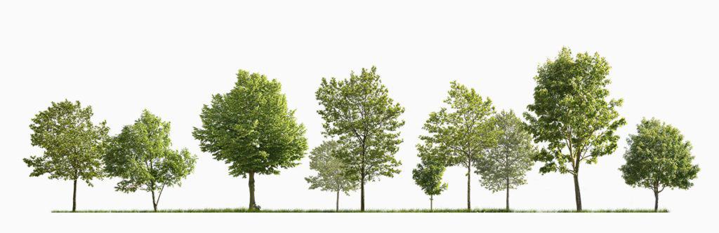 Detail Tree Free Download Nomer 22