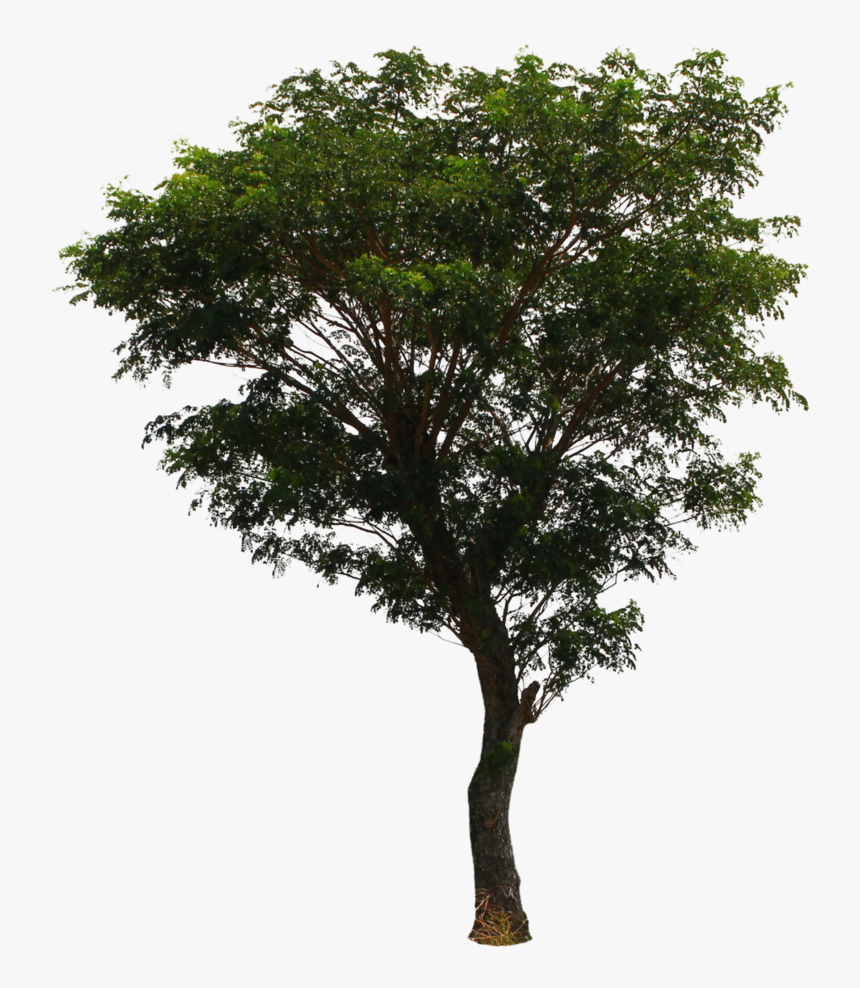 Detail Tree Free Download Nomer 23