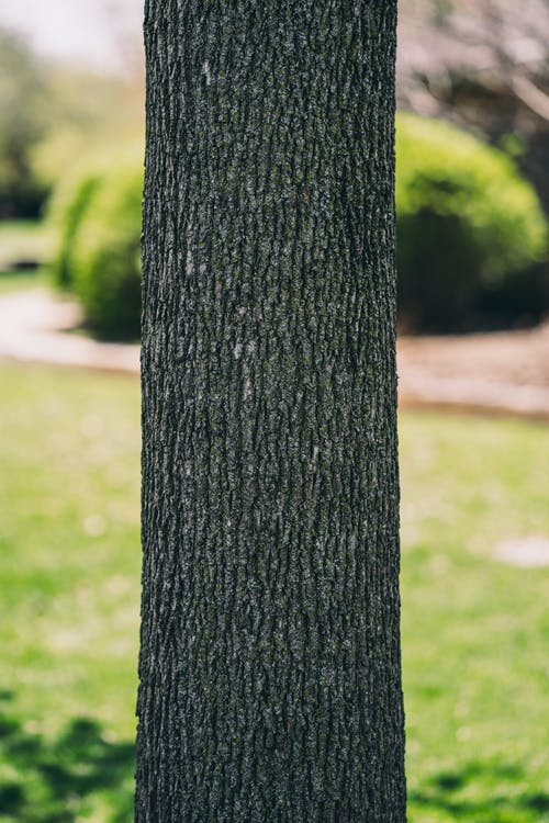 Detail Tree Free Download Nomer 29