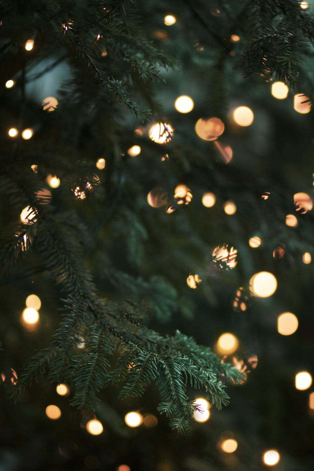 Detail Tree Free Download Nomer 36
