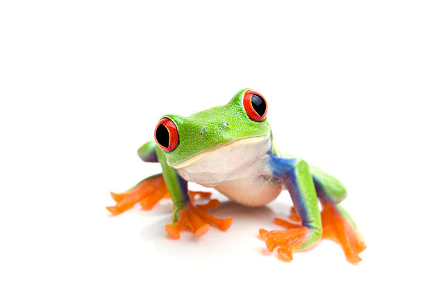 Tree Frog Pictures Free - KibrisPDR
