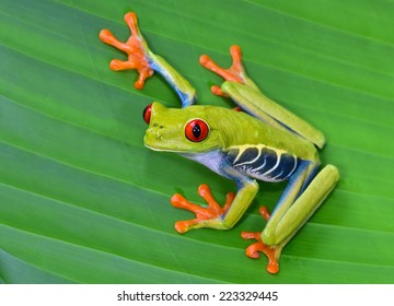 Detail Tree Frog Pictures Free Nomer 14