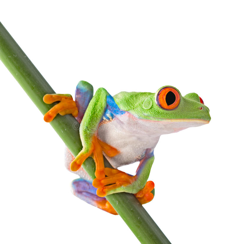 Detail Tree Frog Pictures Free Nomer 17