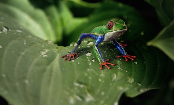 Detail Tree Frog Pictures Free Nomer 19