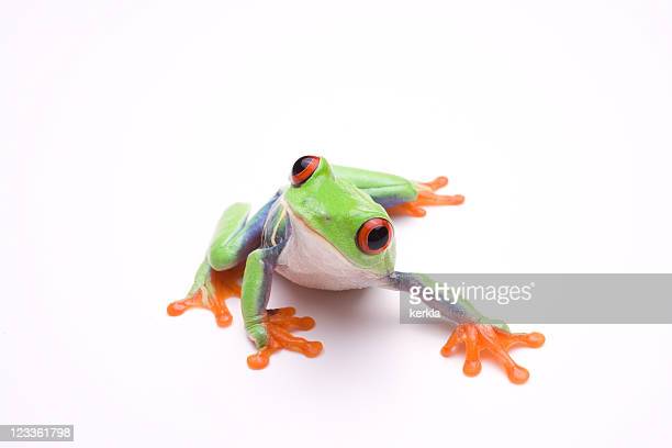 Detail Tree Frog Pictures Free Nomer 22