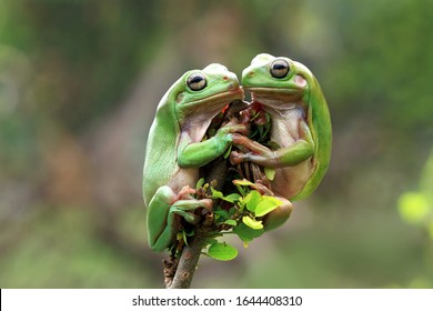 Detail Tree Frog Pictures Free Nomer 34