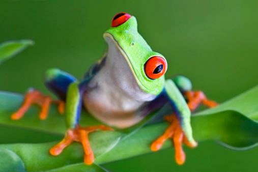 Detail Tree Frog Pictures Free Nomer 5