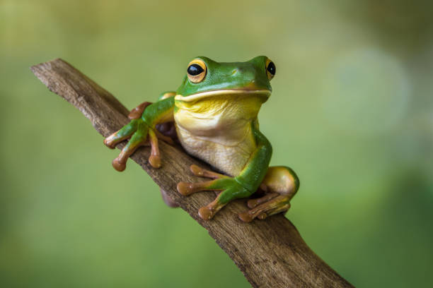 Detail Tree Frog Pictures Free Nomer 6