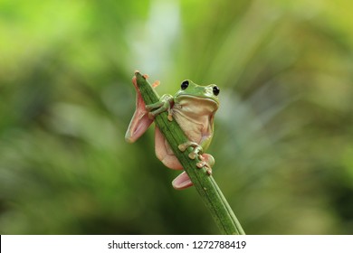 Detail Tree Frog Pictures Free Nomer 50