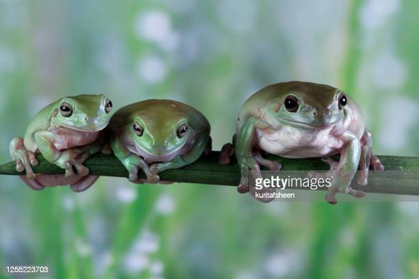 Detail Tree Frog Pictures Free Nomer 52
