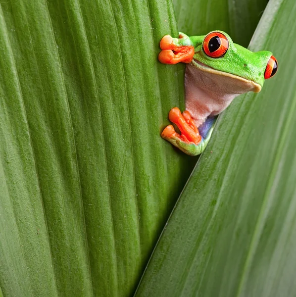 Detail Tree Frog Pictures Free Nomer 7