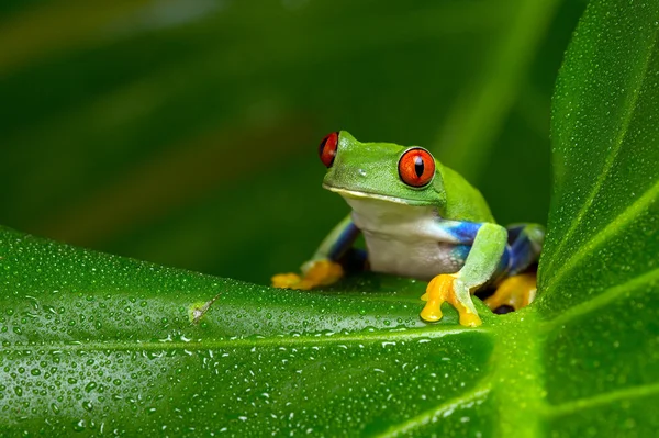 Detail Tree Frog Pictures Free Nomer 9