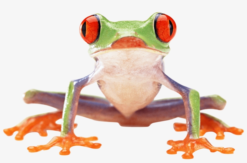 Detail Tree Frog Png Nomer 11