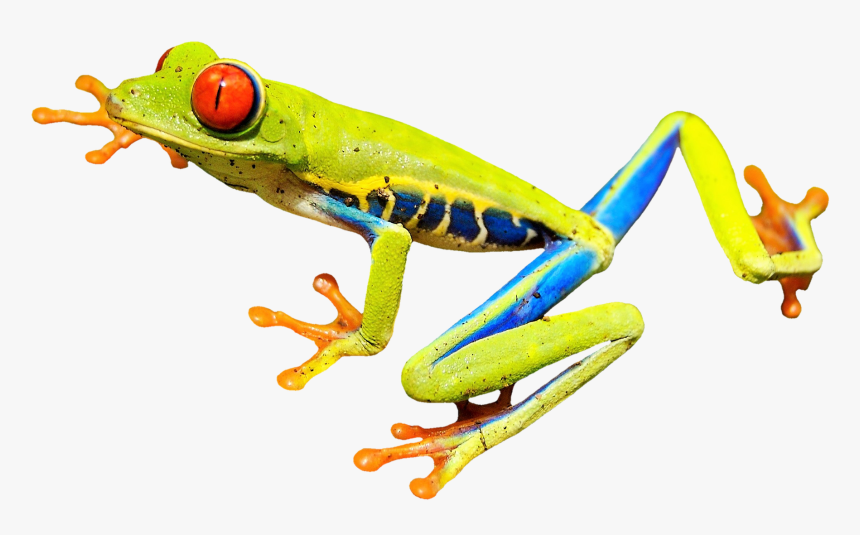 Detail Tree Frog Png Nomer 14