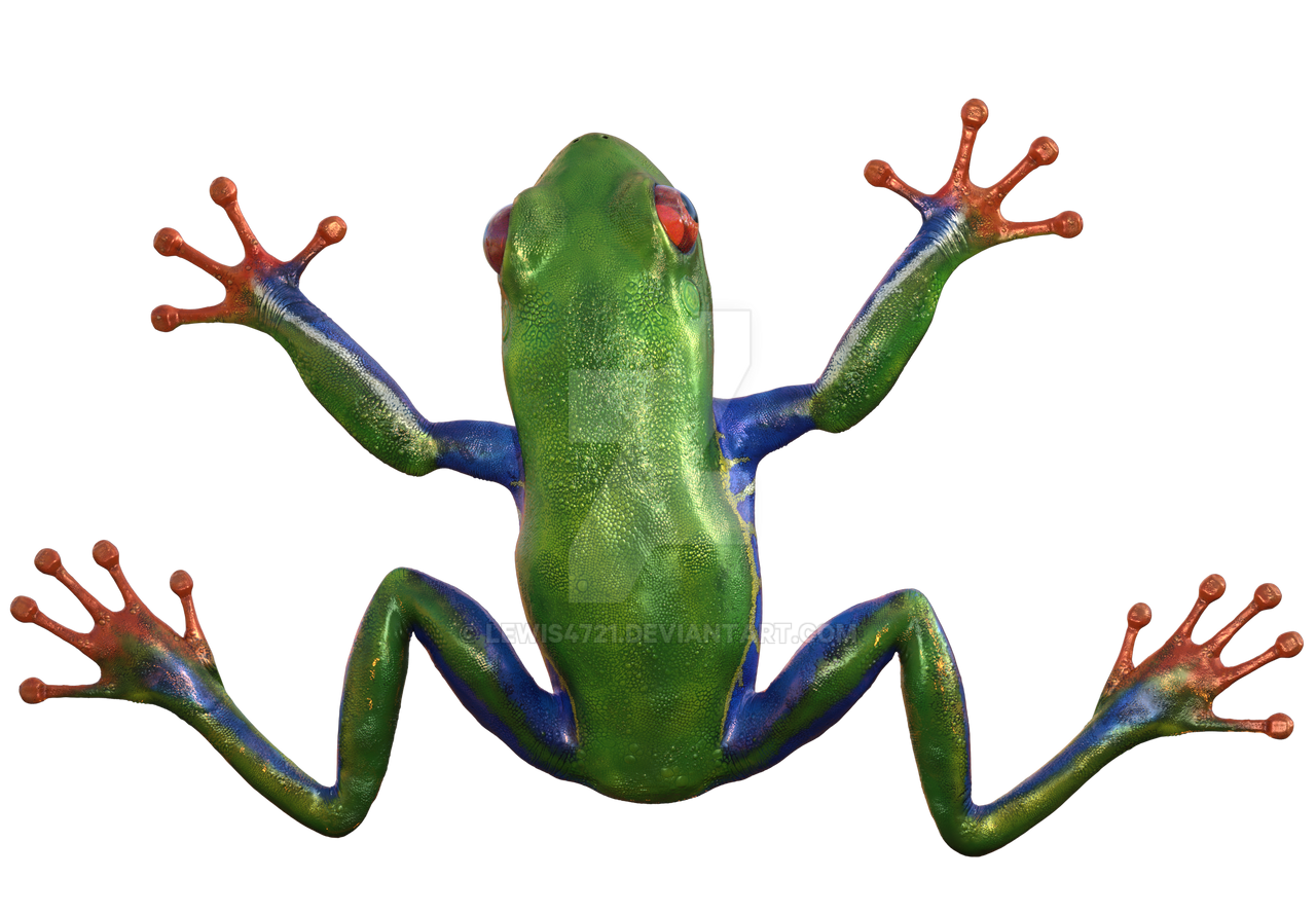 Detail Tree Frog Png Nomer 15