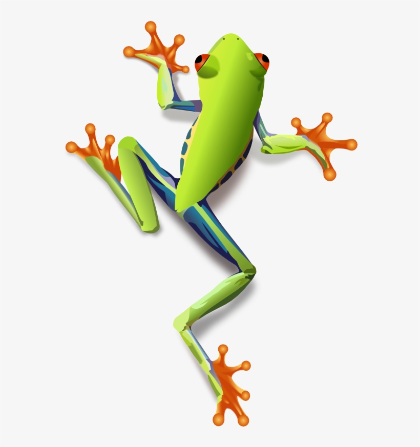 Detail Tree Frog Png Nomer 18