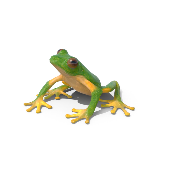 Detail Tree Frog Png Nomer 19