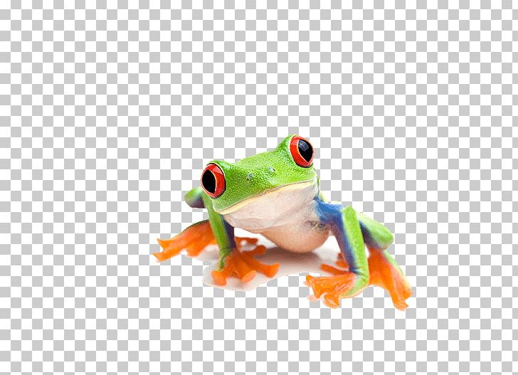 Detail Tree Frog Png Nomer 20