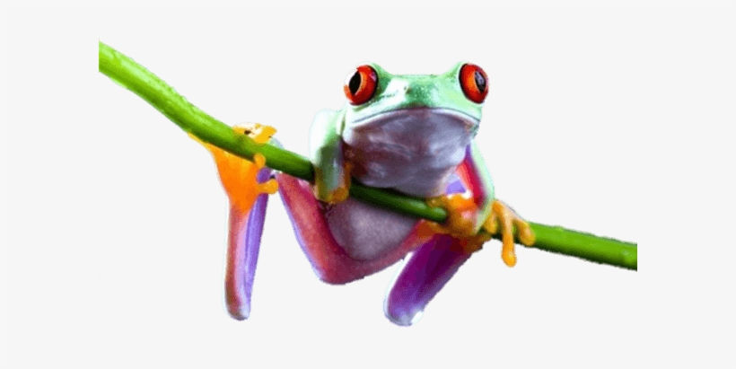 Detail Tree Frog Png Nomer 21