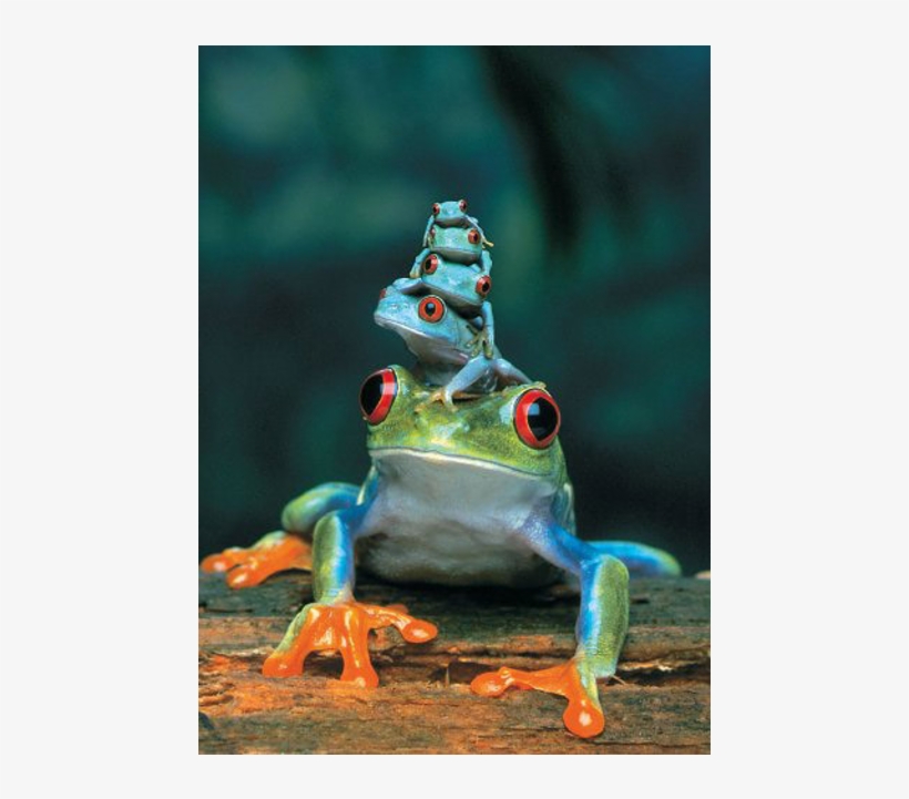 Detail Tree Frog Png Nomer 28