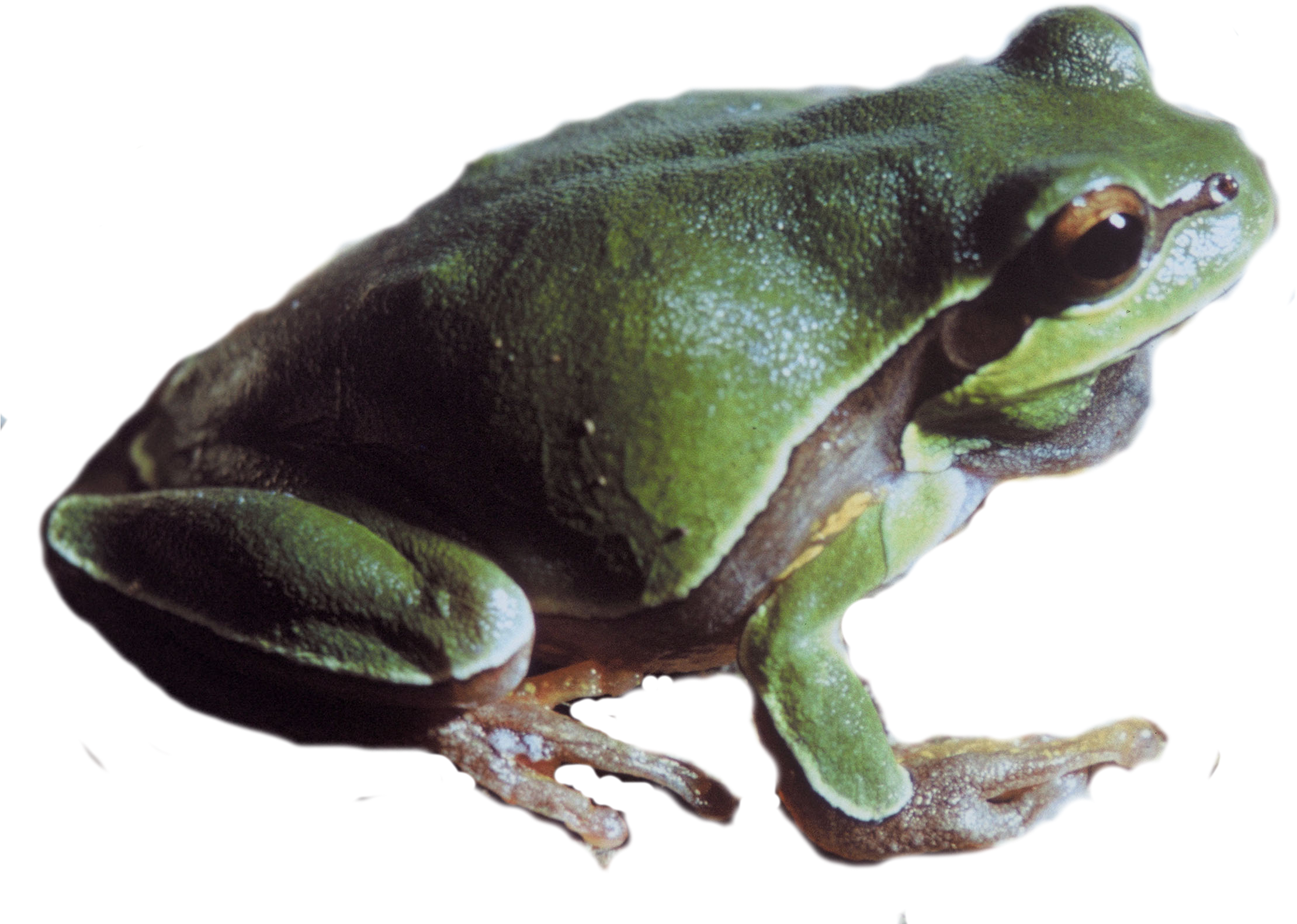 Detail Tree Frog Png Nomer 34