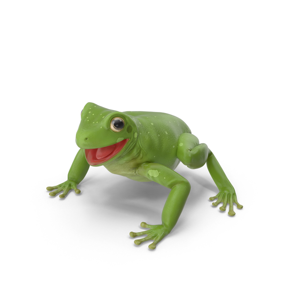 Detail Tree Frog Png Nomer 45