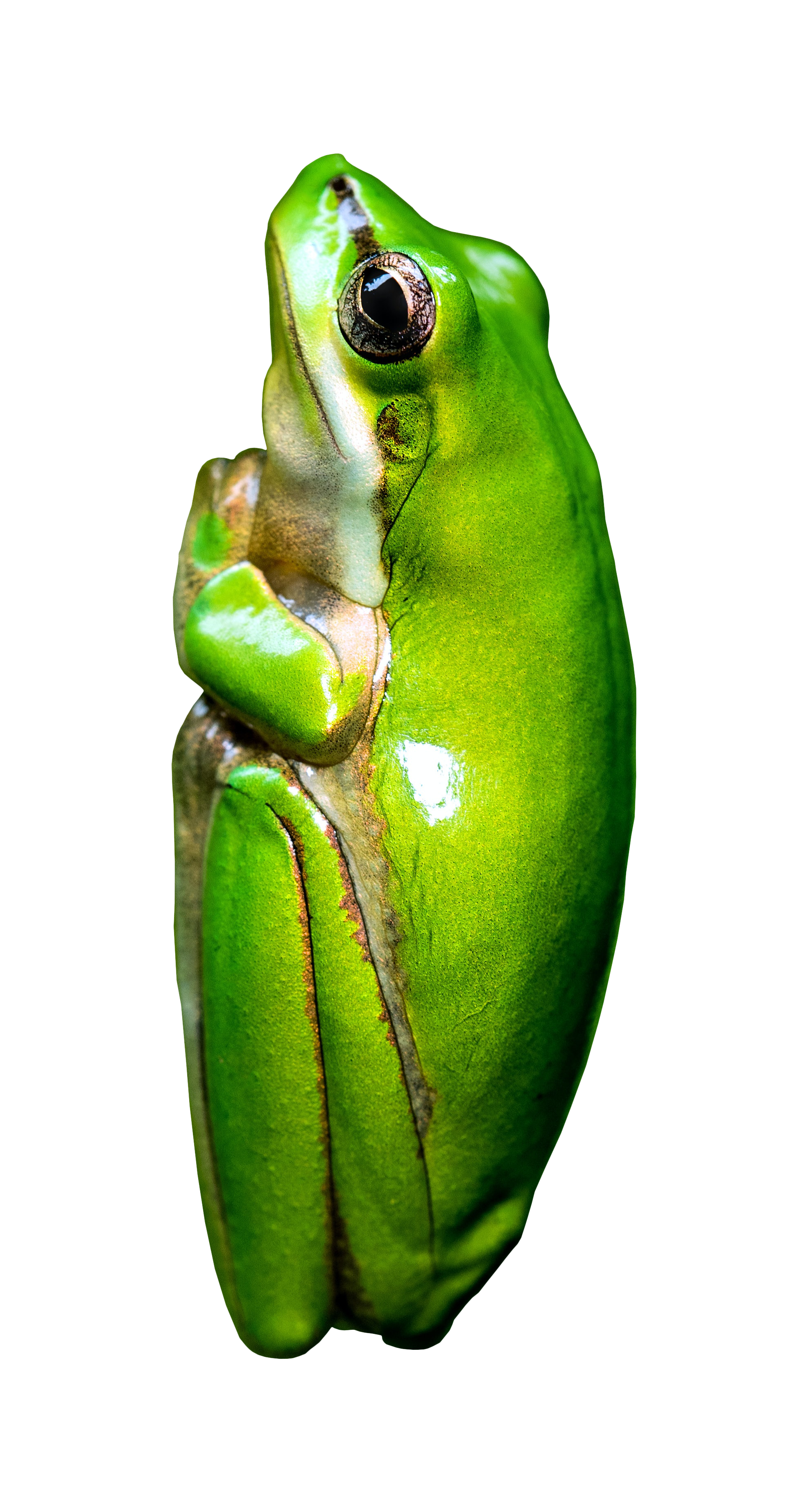 Detail Tree Frog Png Nomer 46