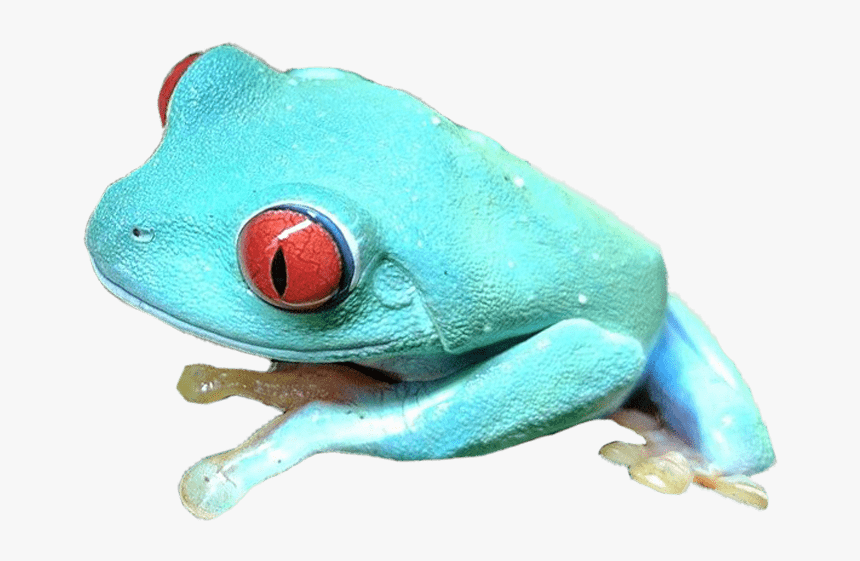 Detail Tree Frog Png Nomer 54