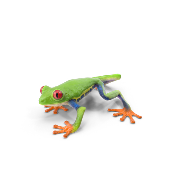 Detail Tree Frog Png Nomer 8