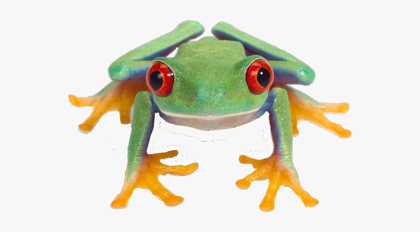 Detail Tree Frog Png Nomer 10