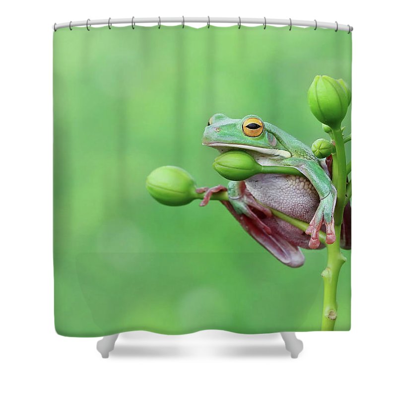 Detail Tree Frog Shower Curtains Nomer 13