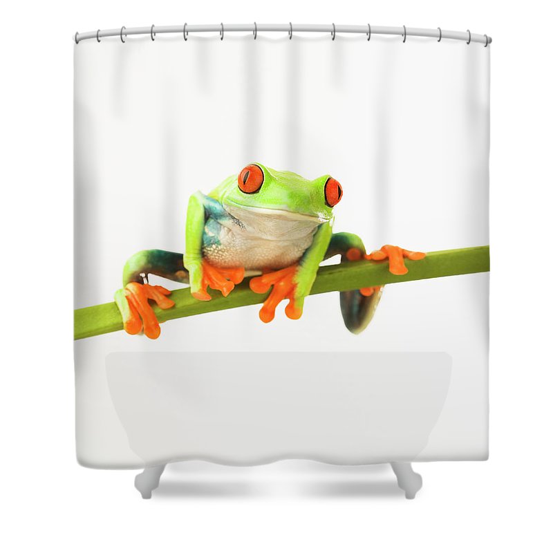 Detail Tree Frog Shower Curtains Nomer 31