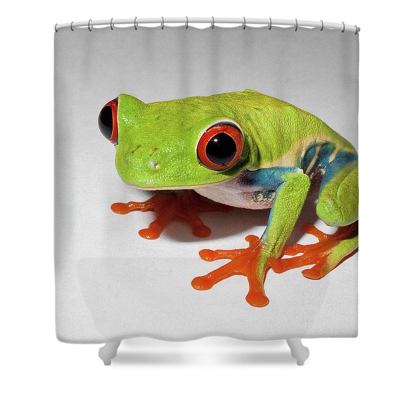 Detail Tree Frog Shower Curtains Nomer 40