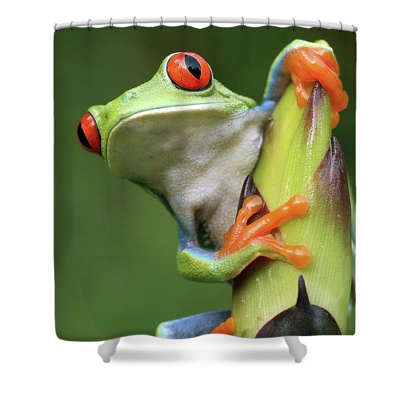 Detail Tree Frog Shower Curtains Nomer 41