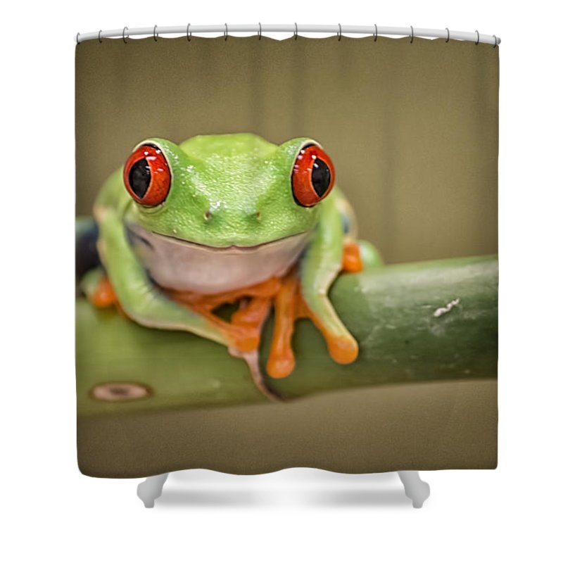 Detail Tree Frog Shower Curtains Nomer 49