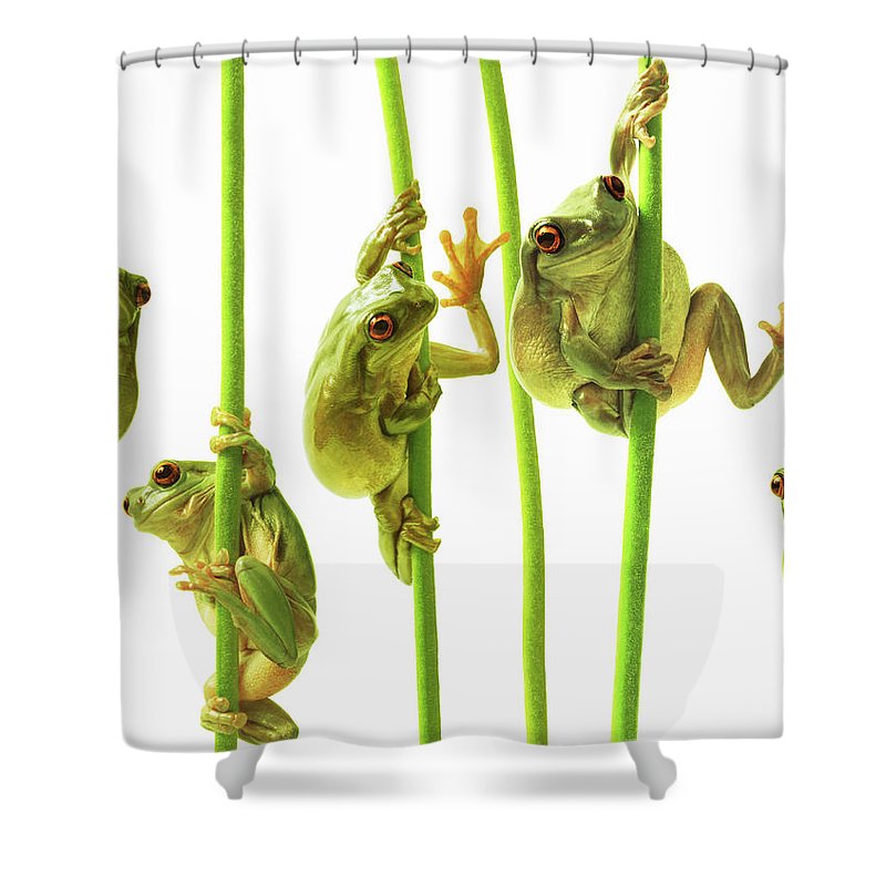 Detail Tree Frog Shower Curtains Nomer 60