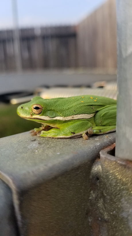 Detail Tree Frog Trampoline Nomer 26