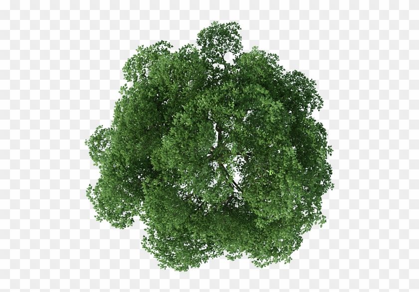 Detail Tree From Above Png Nomer 15