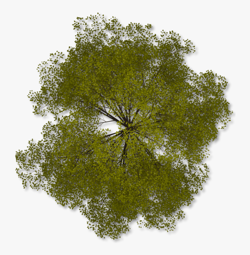 Detail Tree From Top Nomer 14